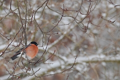David Plant Photography - Wildlife Photographer - Bullfinch - C